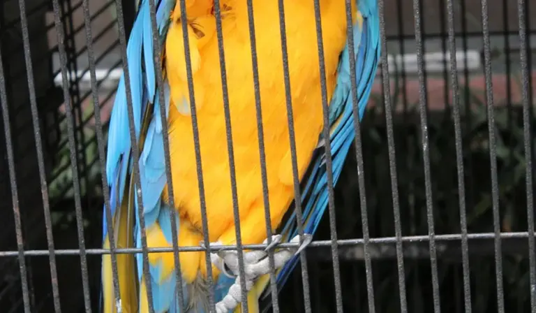 Blue-and-yellow macaw inside a metal bird cage
