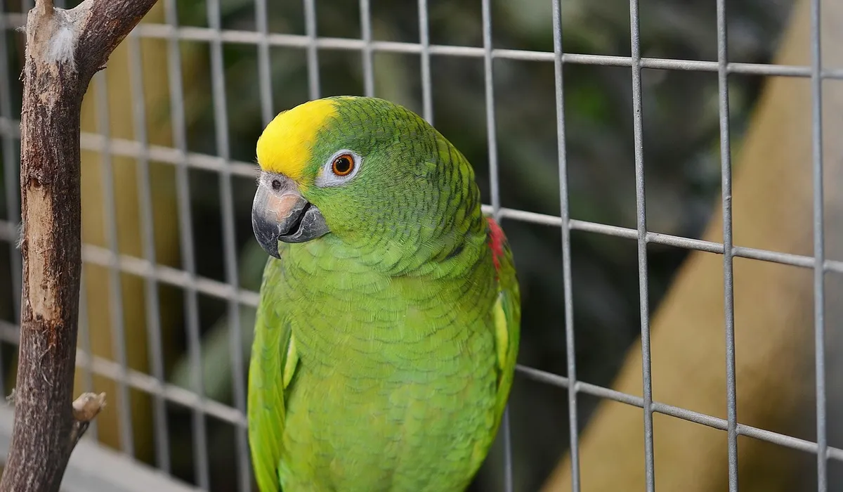 Green parrot with a yellow head perched beside metal cage bars
