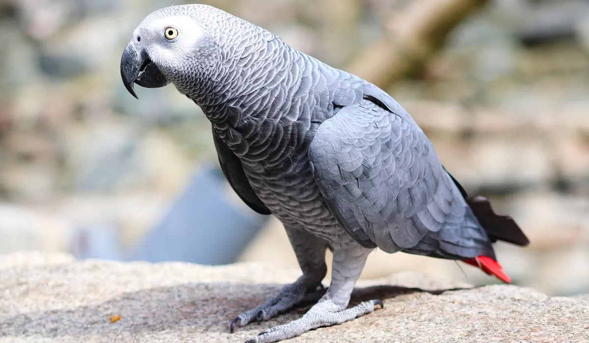 African grey parrot perched on a stone ledge, showing gray feathers and a curved black beak