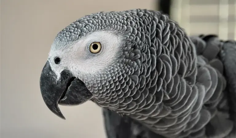 Close-up of an African Grey Parrot with textured grey feathers and a keen yellow eye