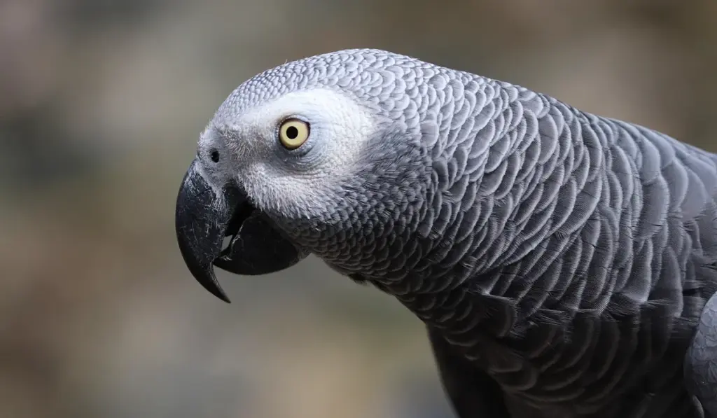 African Grey Parrot Size, Weight, and Care Guide