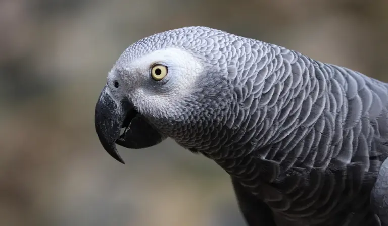 Close-up of an African Grey Parrot with grey feathers and a pale yellow eye, showing its beak and plumage.