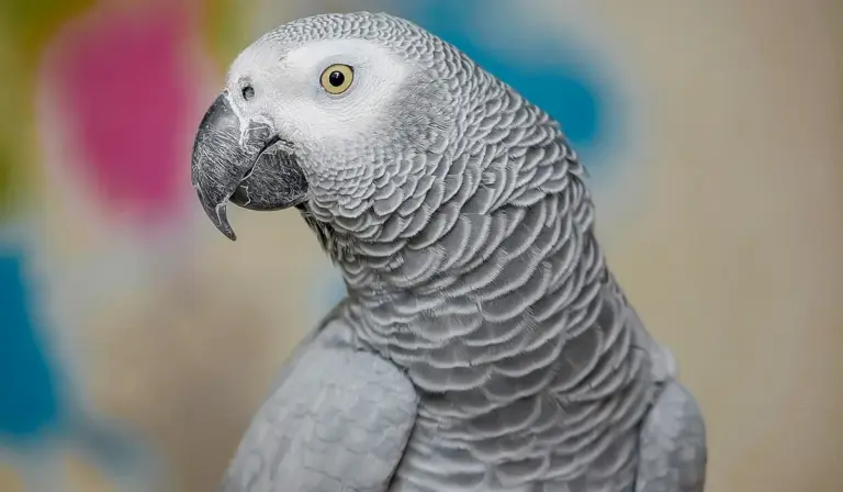 Close-up of an African Grey parrot with textured gray feathers and a pale eye, looking to the left.