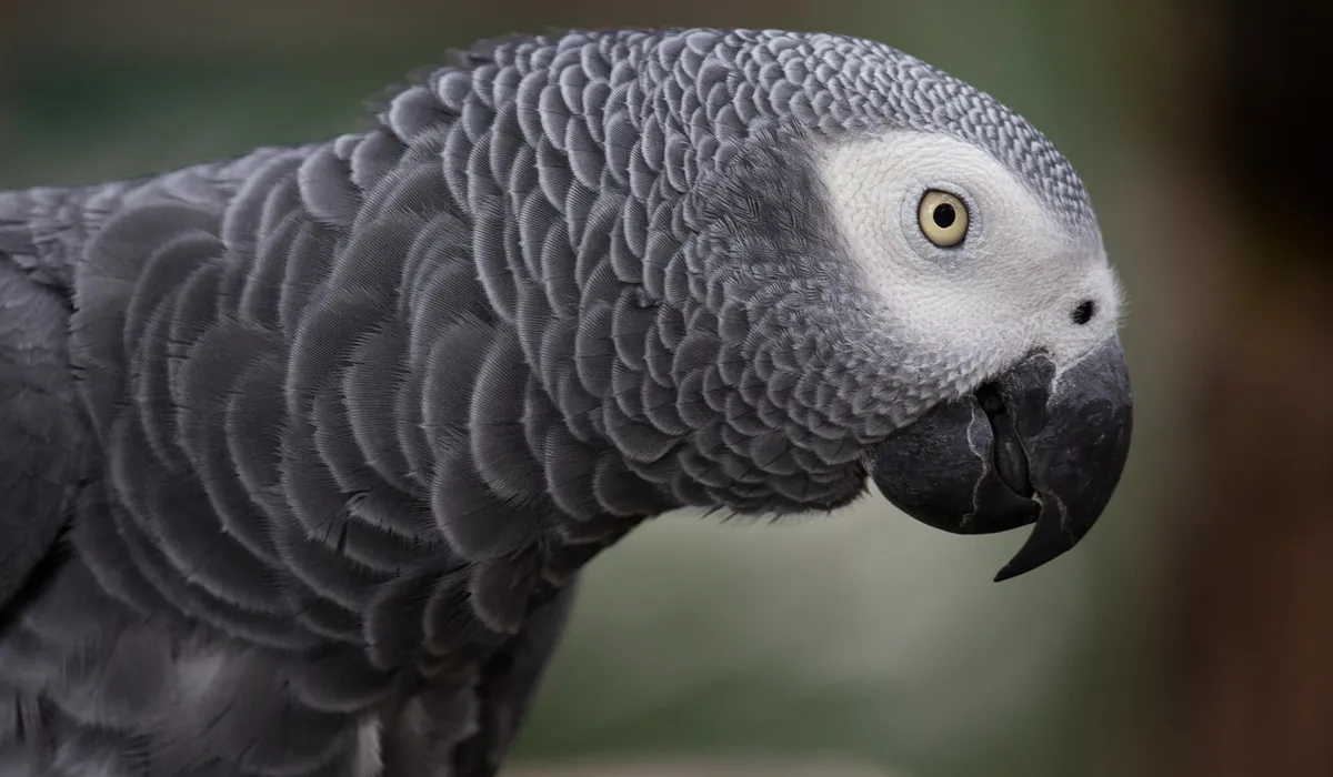 Close-up of an African grey parrot with textured grey feathers, pale face, and a curved black beak.