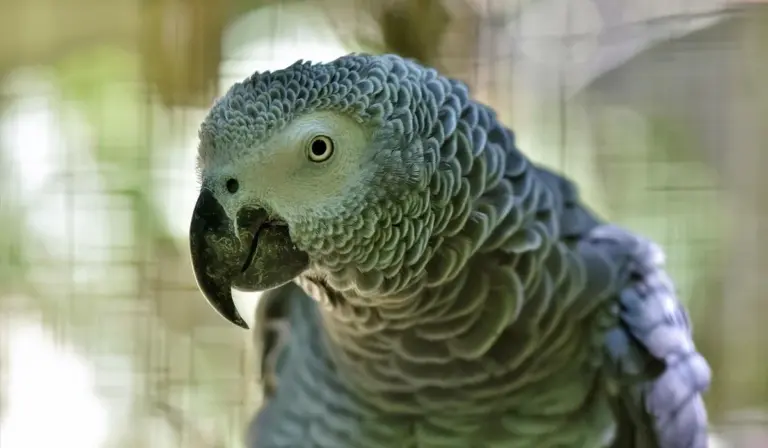 Close-up of an African grey parrot with a curious expression
