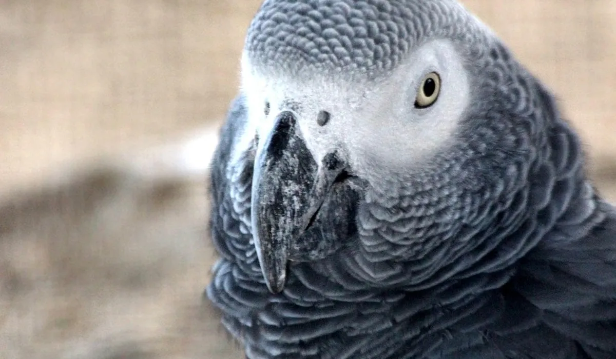 Close-up of an African Grey Parrot with detailed grey plumage and a pale eye, illustrating the species targeted by illegal trapping and smuggling
