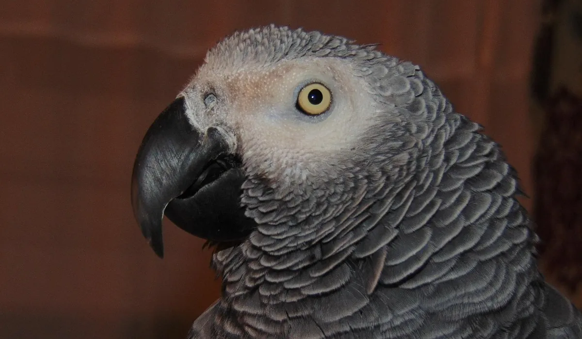 Close-up of an African Grey Parrot with grey feathers and pale yellow eye.