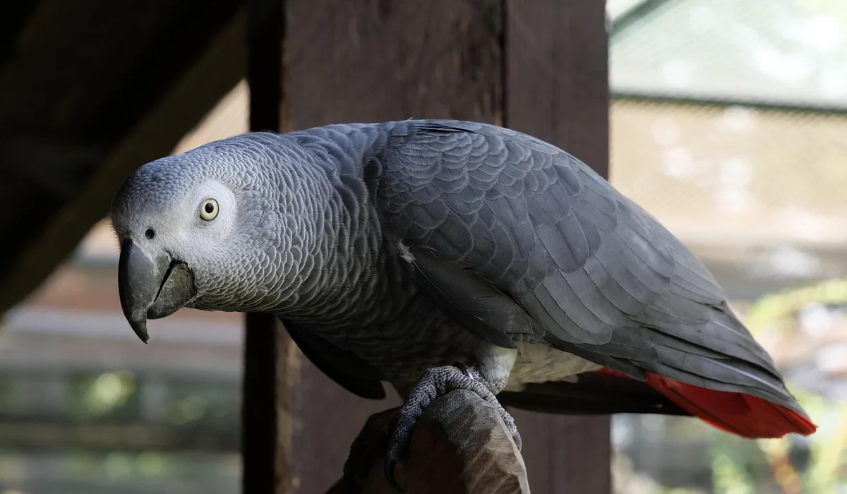 African grey parrot perched on a wooden bar with grey plumage and a red tail, looking toward the camera.