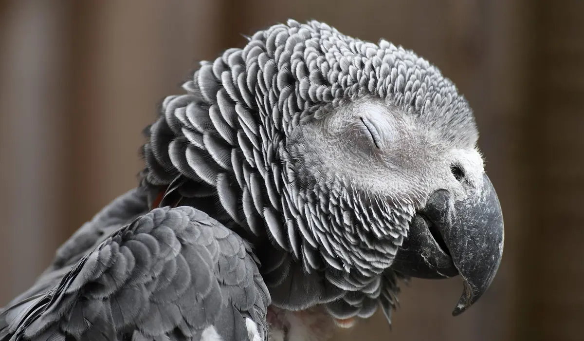 Close-up of an African Grey Parrot with eyes closed, showing its textured grey feathers.