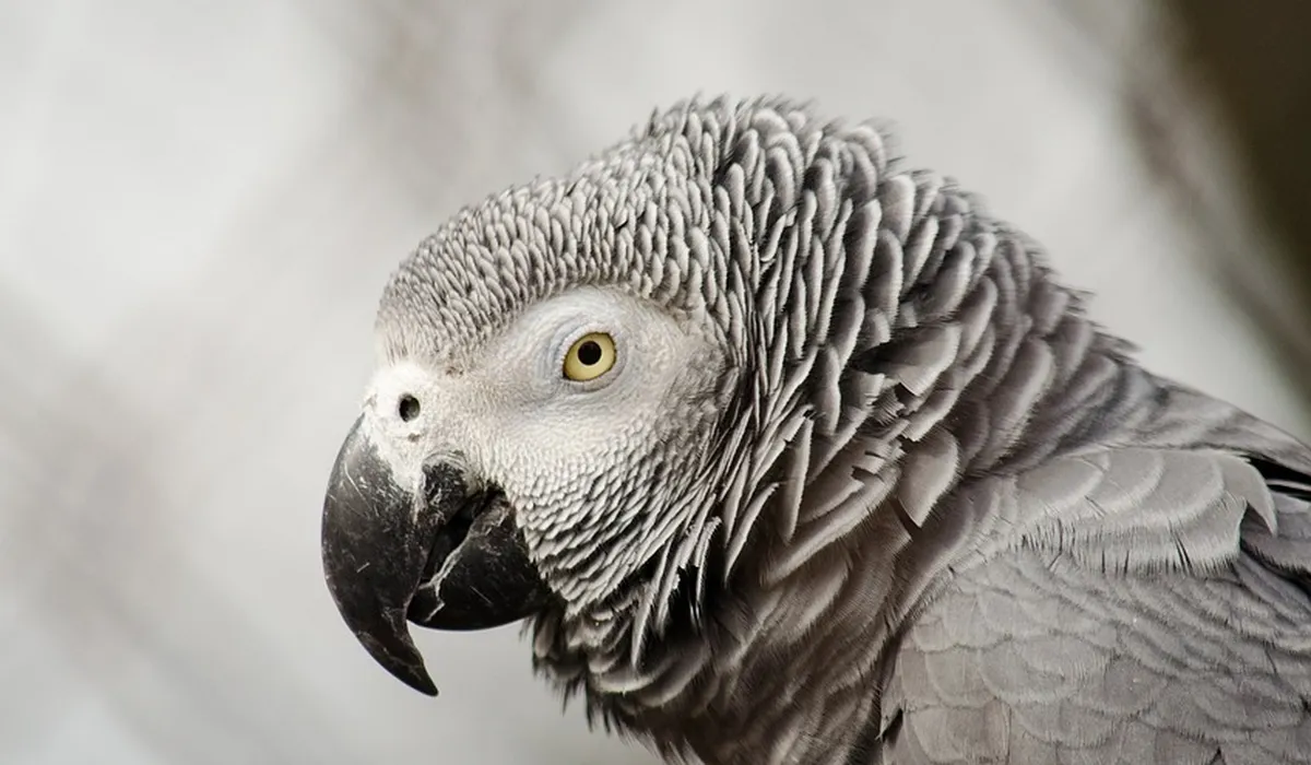 Close-up of an African Grey Parrot with grey feathers, pale beak, and bright yellow eye
