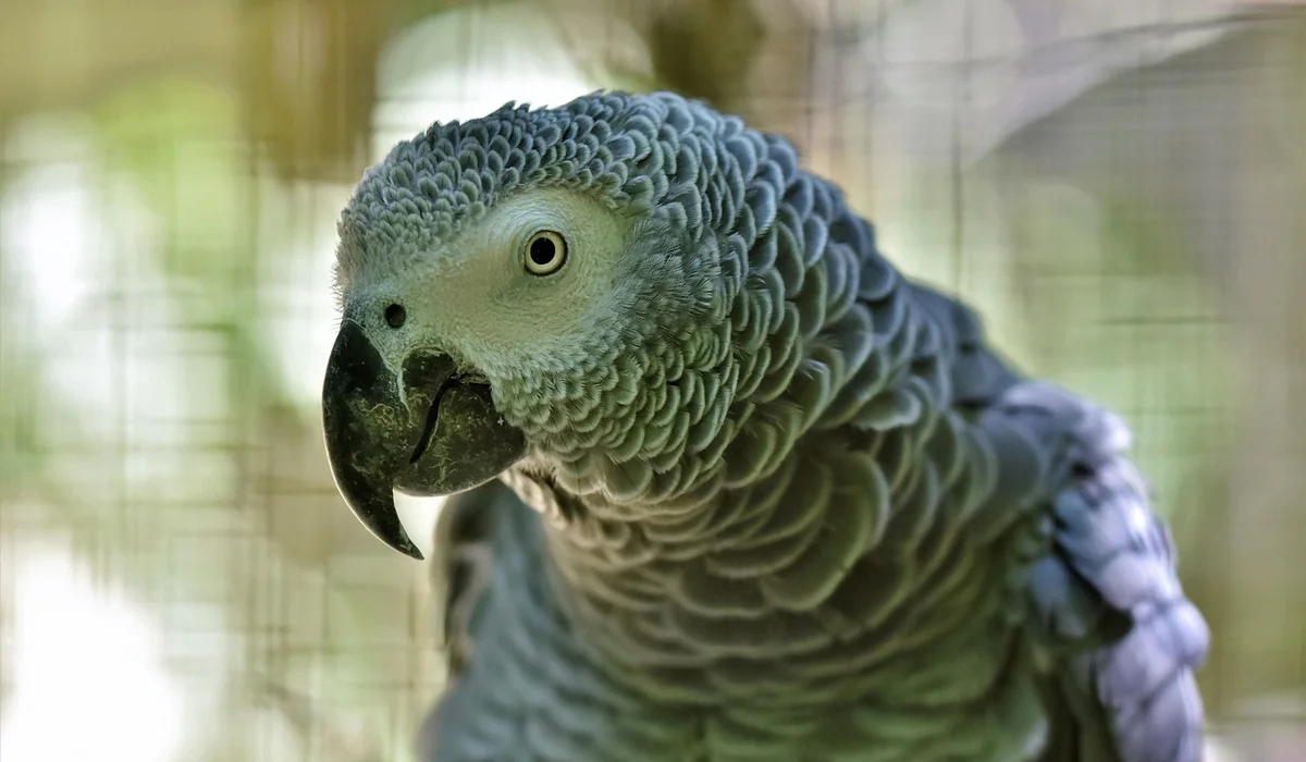 Close-up of an African grey parrot with a curved beak inside a cage, looking toward the camera.