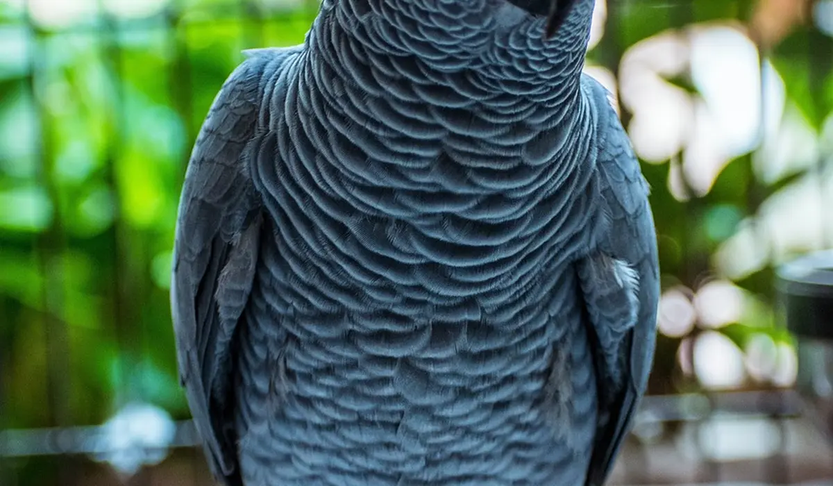 Rear view of an African Grey Parrot displaying dense blue-gray plumage with a blurred tropical green foliage background.