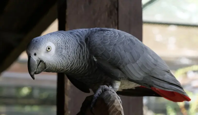 African grey parrot perched on a wooden bar indoors, facing the camera with a curious gaze.