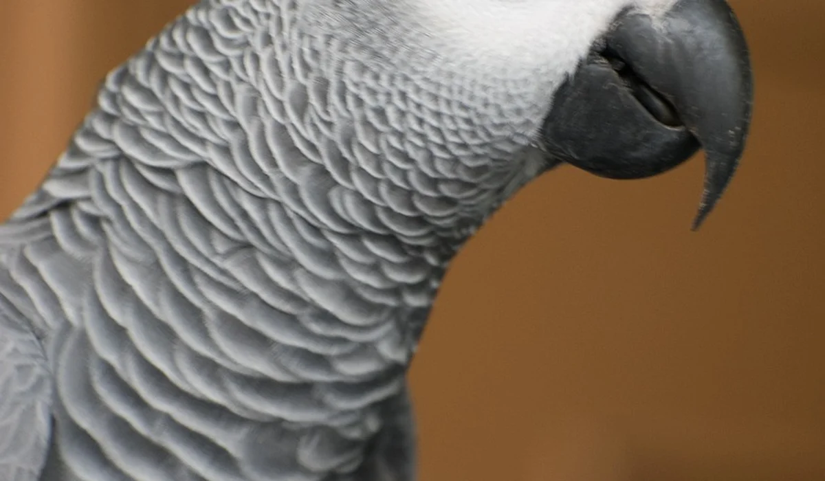 Close-up of an African grey parrot showing textured grey feathers and a curved black beak