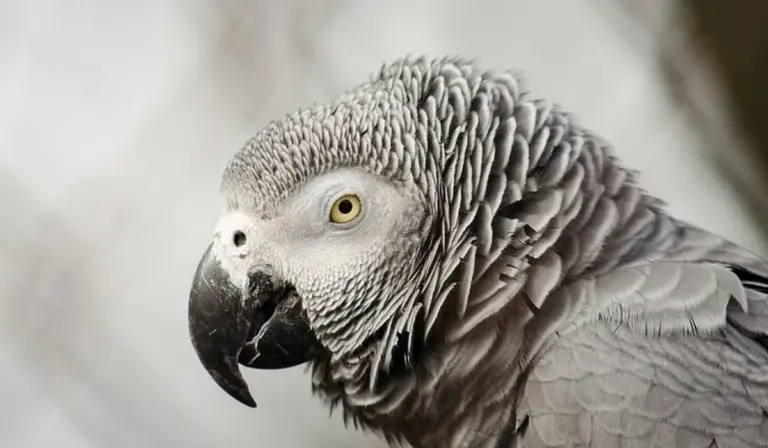 Close-up of an African Grey parrot with textured grey feathers, pale beak, and yellow eye.