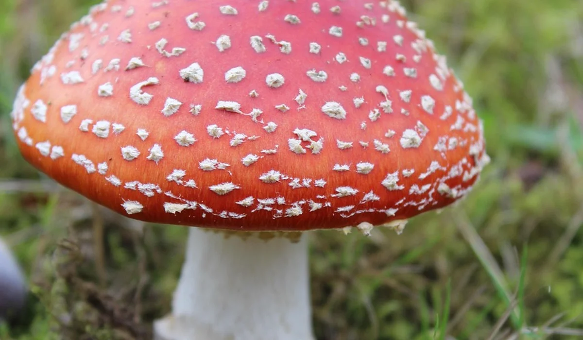 Close-up of a red mushroom with white spots in grassy surroundings.