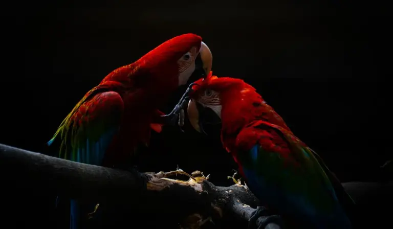 Two scarlet macaws perched on a branch in a dark background, facing each other