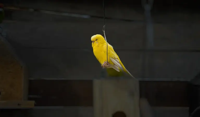 Yellow parrot perched indoors on a hanging perch