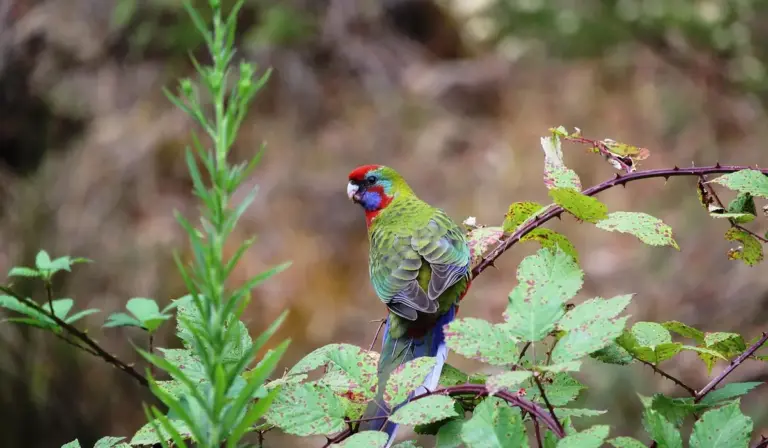 Colorful parrot perched on a branch with green leaves.