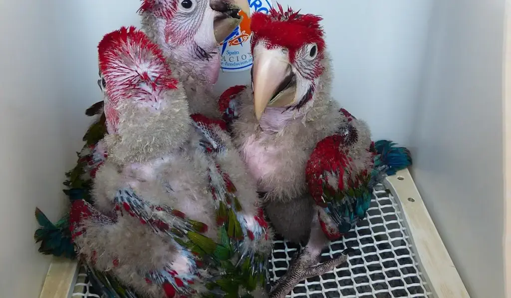 When Do Baby Parrots Start Talking and Flying? (Development Timeline)