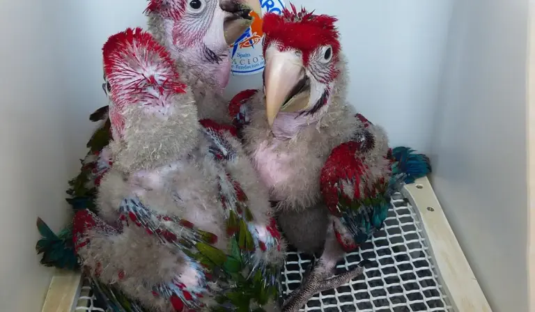 Two fluffy baby parrots with red patches on their heads and light gray down sit in a yellow crate with a white mesh floor, showing early plumage development.