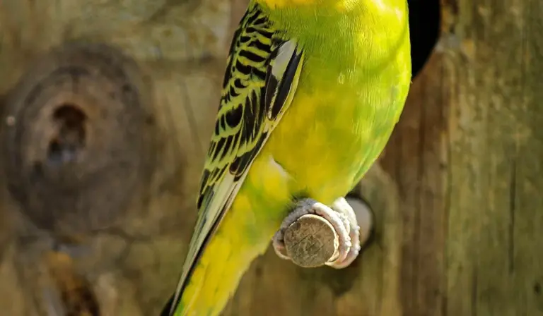 Green and yellow budgerigar perched on a wooden post