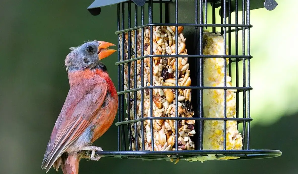 Small red and gray bird perched beside a seed-filled feeder.