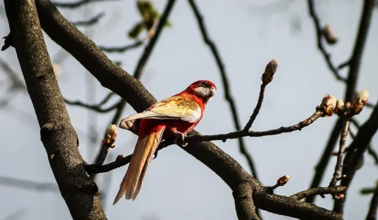 Small red-brown songbird perched on a bare tree branch