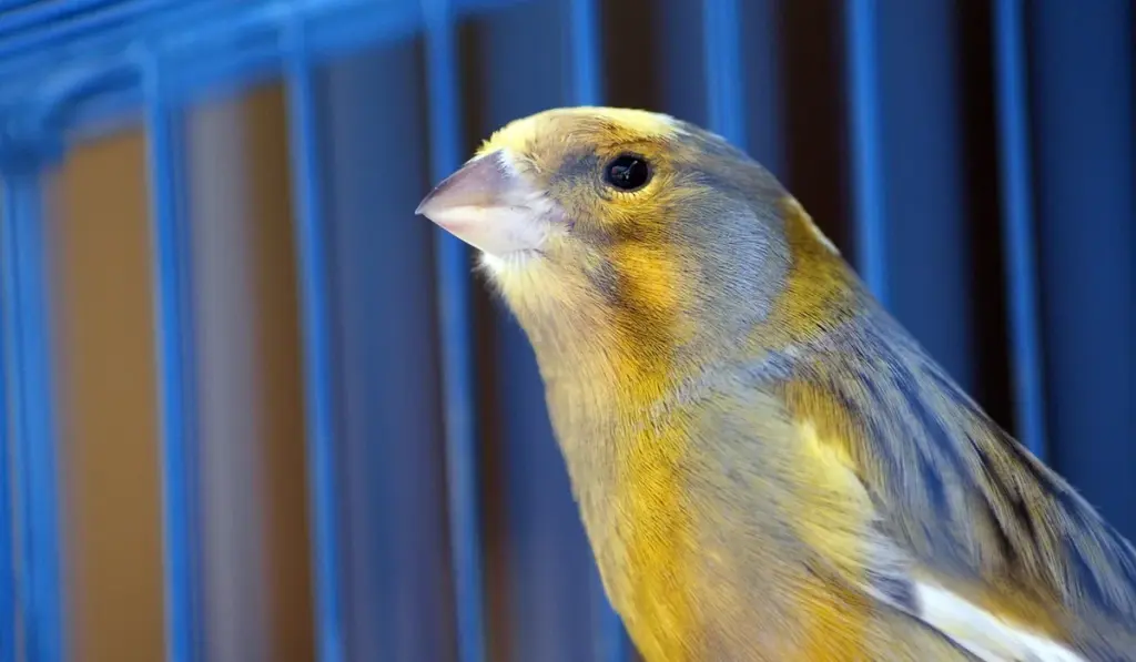 Parrot Legality and Housing Regulations: What You Need to Know
