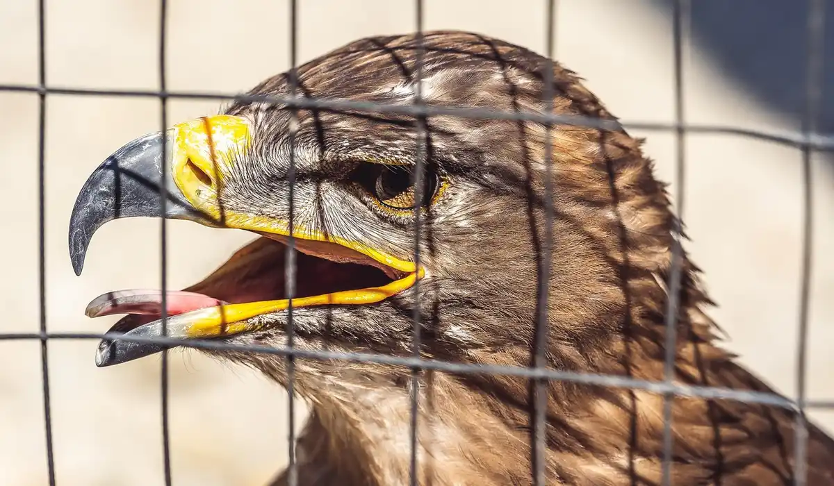 Close-up of a large bird behind a cage, featuring a yellow hooked beak and brown plumage.