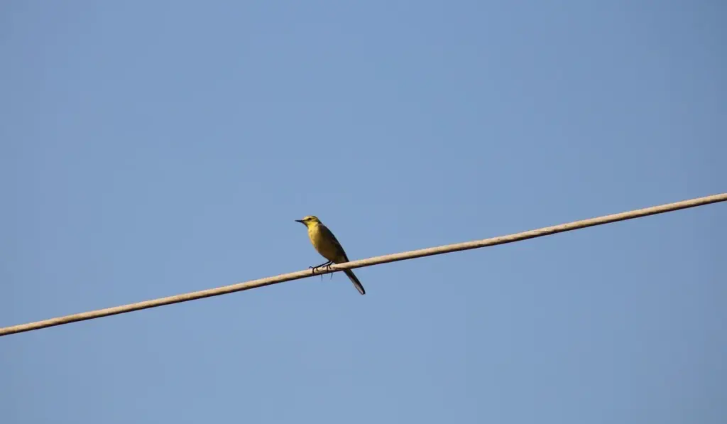 The Ethics of Free-Flight Training: Risks, Rewards, and Responsibilities