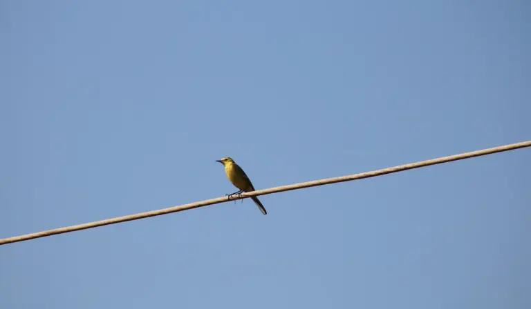 A small bird perched on a wire against a clear blue sky.