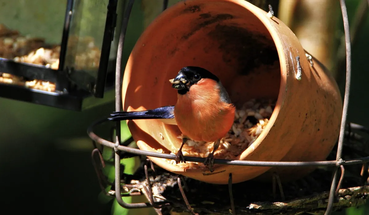 Small orange-brown songbird perched at the edge of a clay feeder tube inside a metal cage.