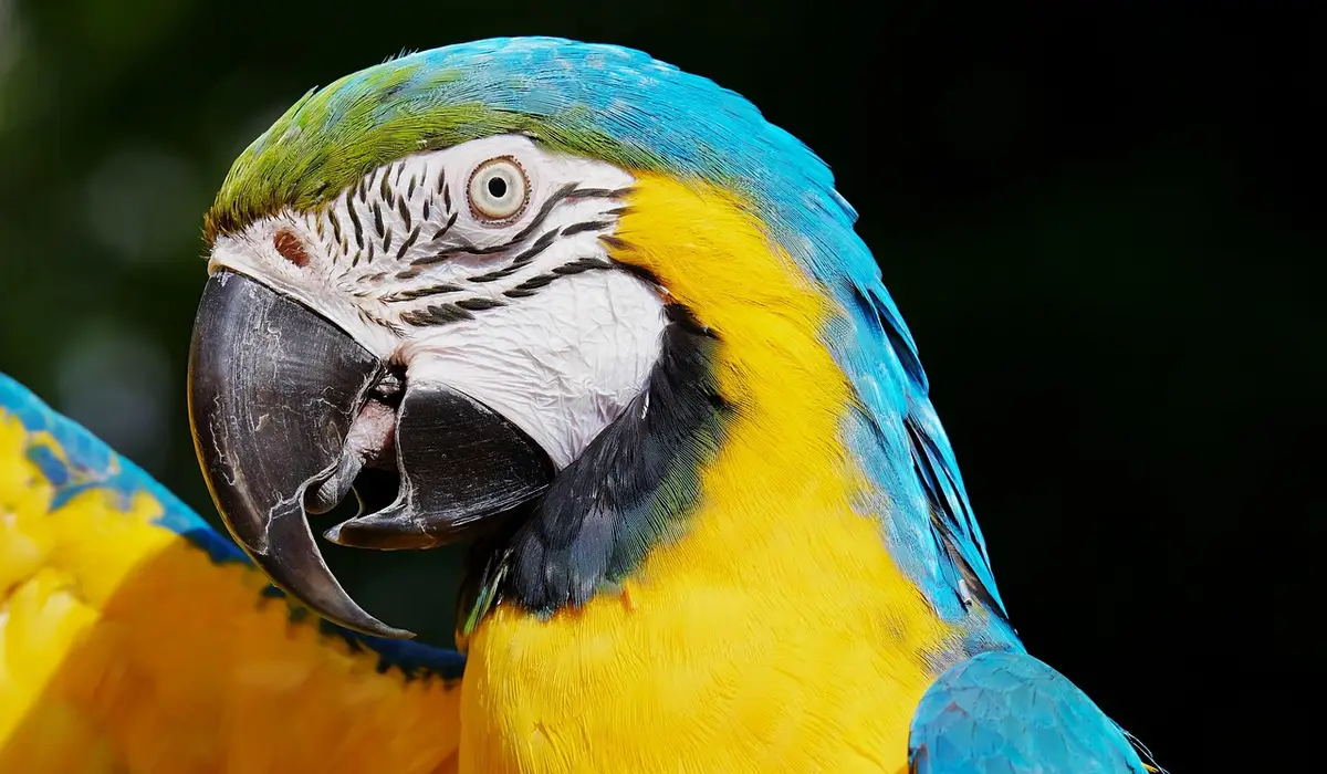 Close-up of a blue-and-yellow macaw with vibrant blue wings, yellow chest, and a large curved beak
