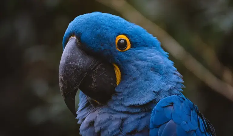 Close-up of a blue Hyacinth Macaw with a large black beak and a bright yellow eye ring, looking alert.
