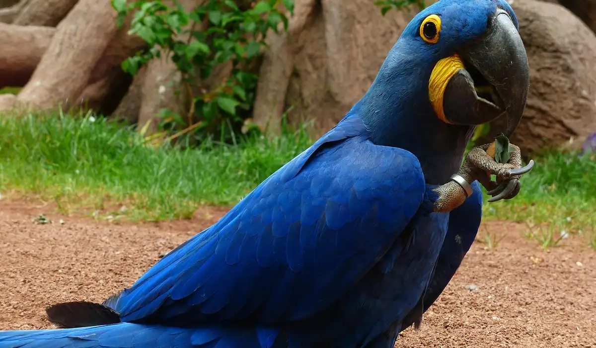 Close-up of a bright blue macaw with a yellow eye-ring, on the ground, nibbling a twig with its beak.