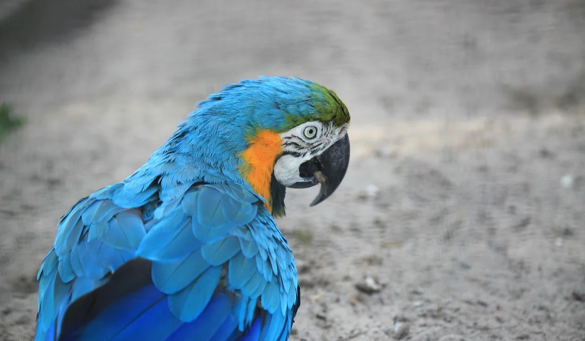Close-up of a blue macaw with a green crown and orange facial patches.