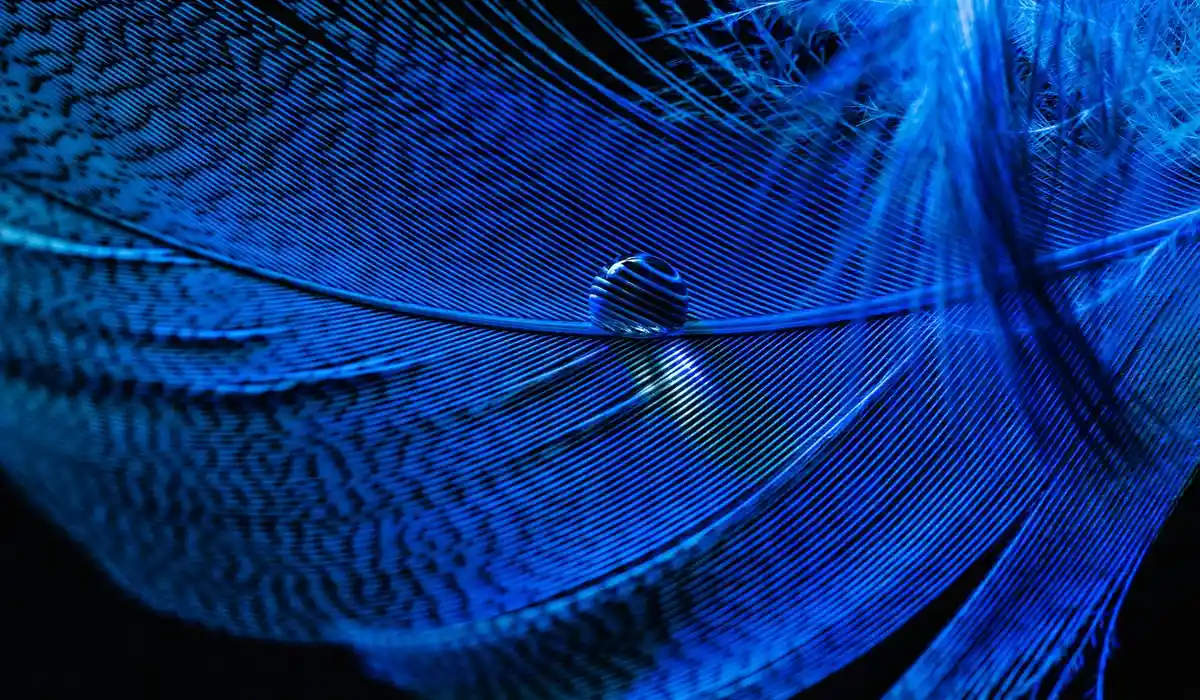 Close-up of a blue parrot feather against a dark background