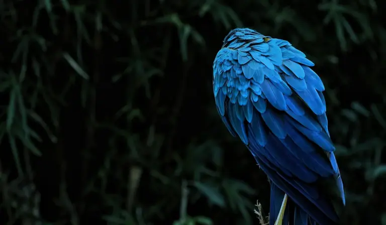 A vivid blue parrot with dense, layered feathers perched against a dark green leafy background.