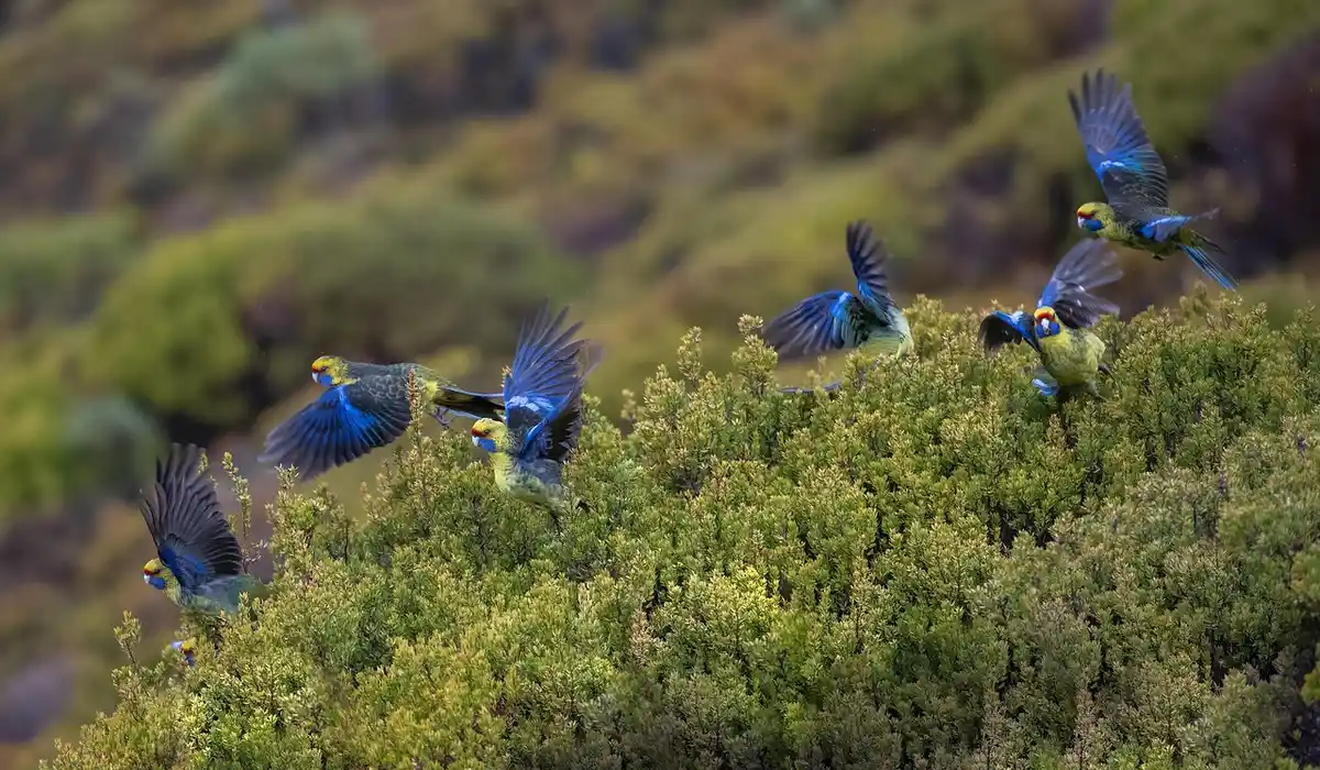 A flock of vibrant blue parrots in flight over green shrubbery