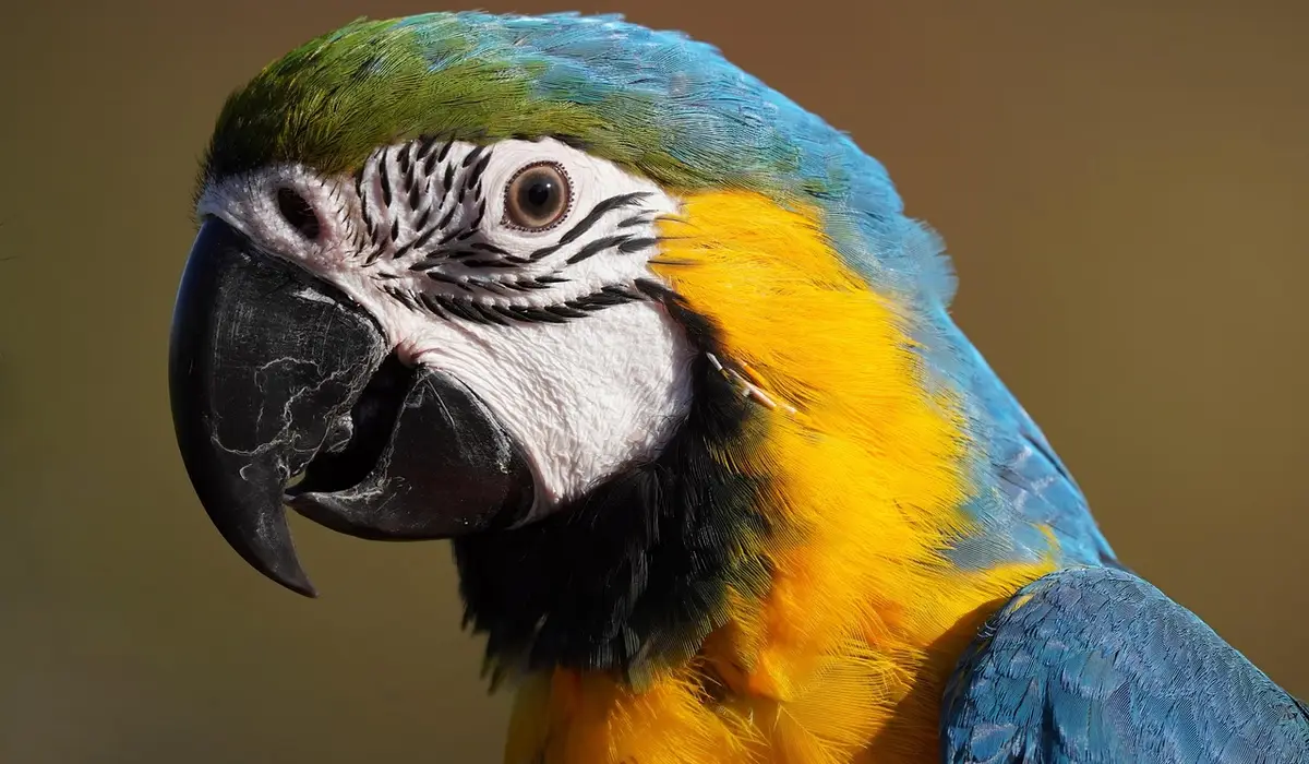 Close-up of a blue-and-yellow macaw parrot, illustrating calm readiness for a nail-trimming session.