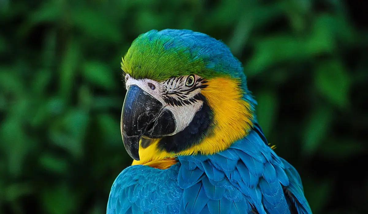 Close-up of a vibrant blue-and-yellow macaw against a leafy green background.