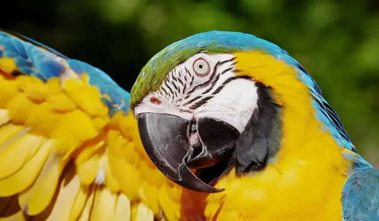 Close-up of a blue-and-yellow macaw with vibrant blue and yellow feathers and a large beak.