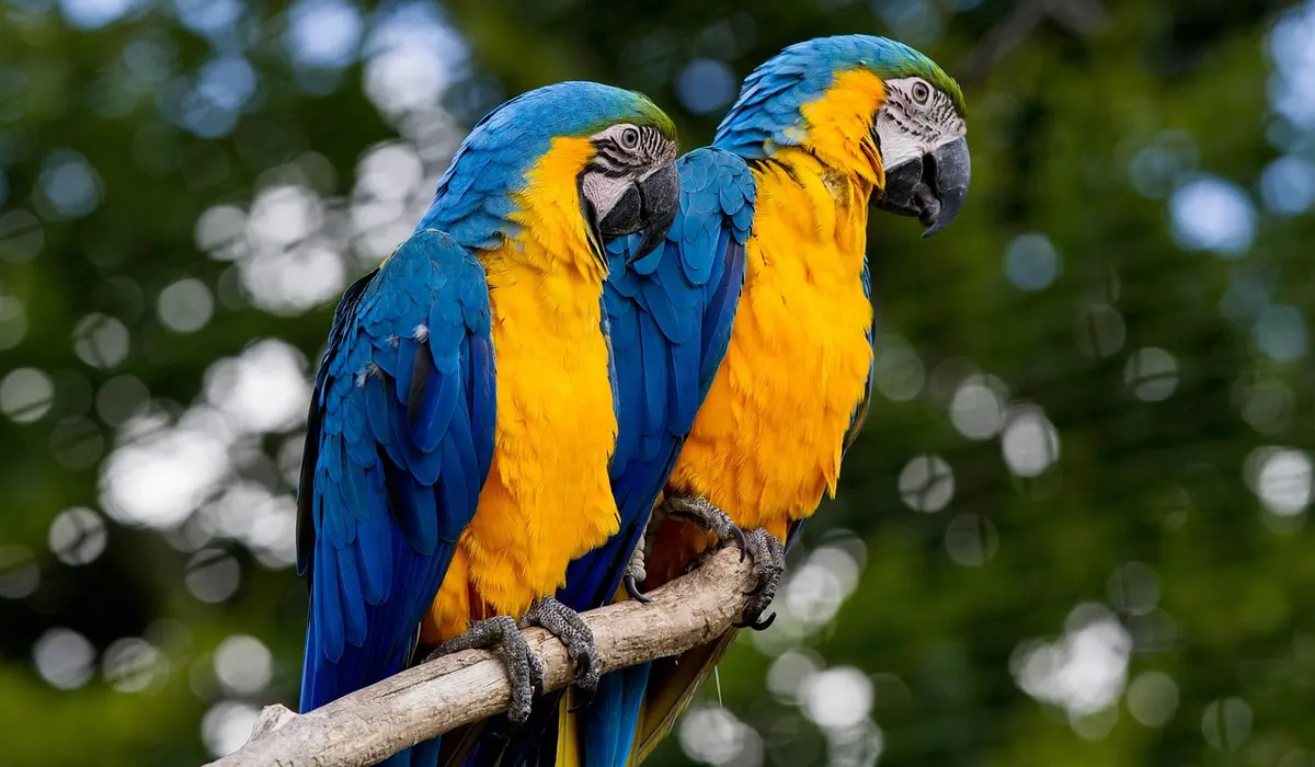 Two blue-and-yellow macaws perched on a branch, with vivid blue wings and bright yellow chests, against a blurred green forest background.