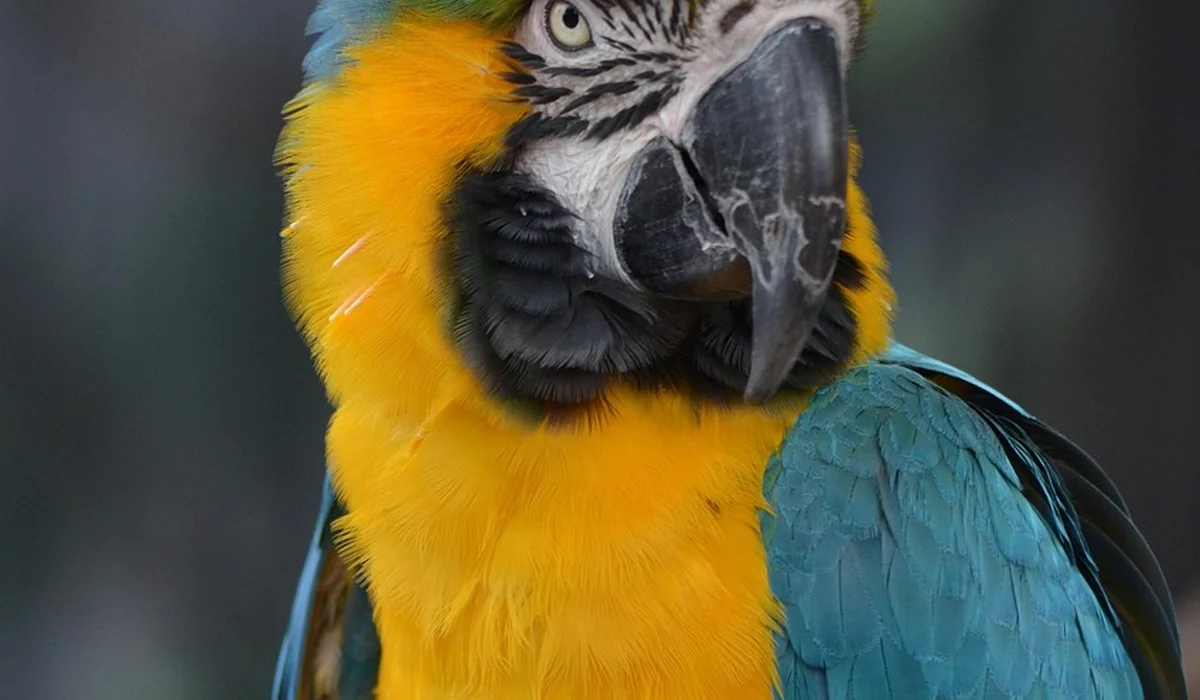Close-up of a blue-and-gold macaw with a bright yellow chest and blue wings, looking toward the camera