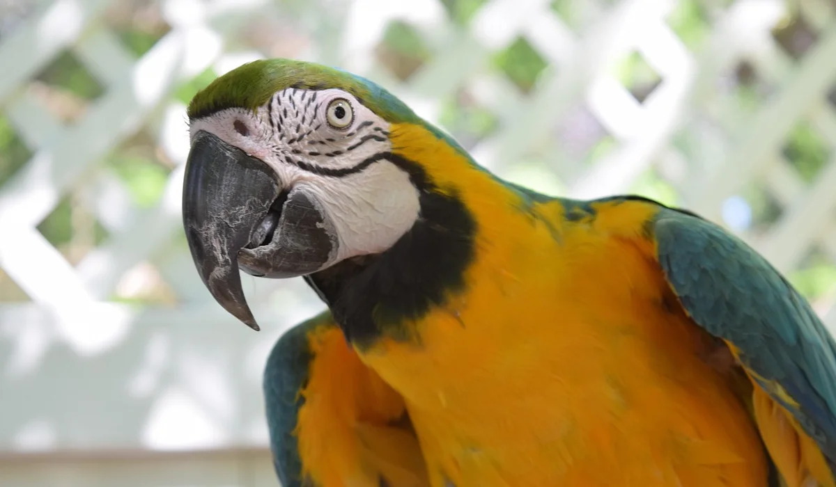 Illustration of Building A Safe Parrot Aviary
