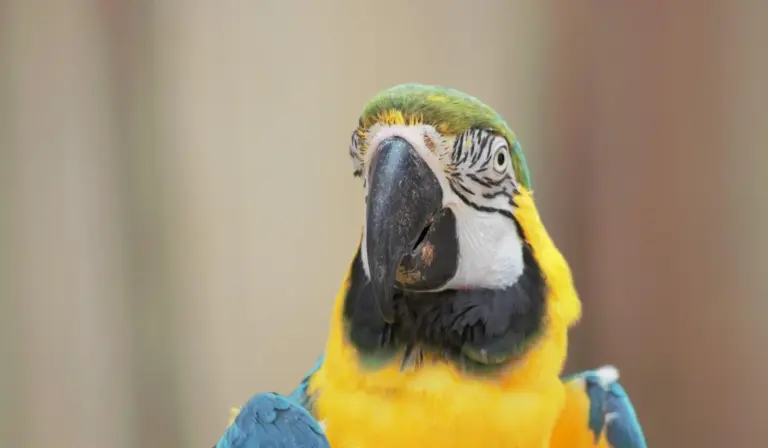 Close-up of a blue-and-yellow macaw facing the camera