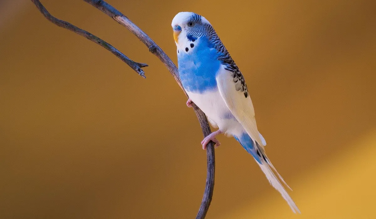Blue and white budgerigar perched on a branch.