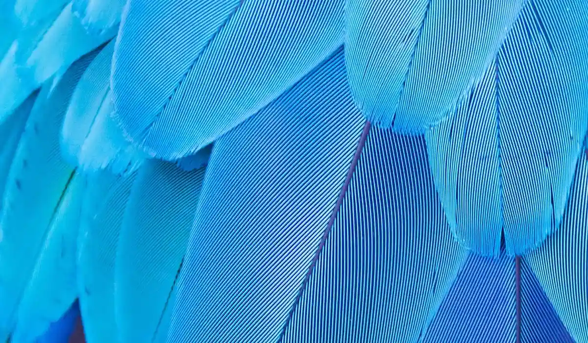 Close-up macro shot of vivid blue parrot feathers