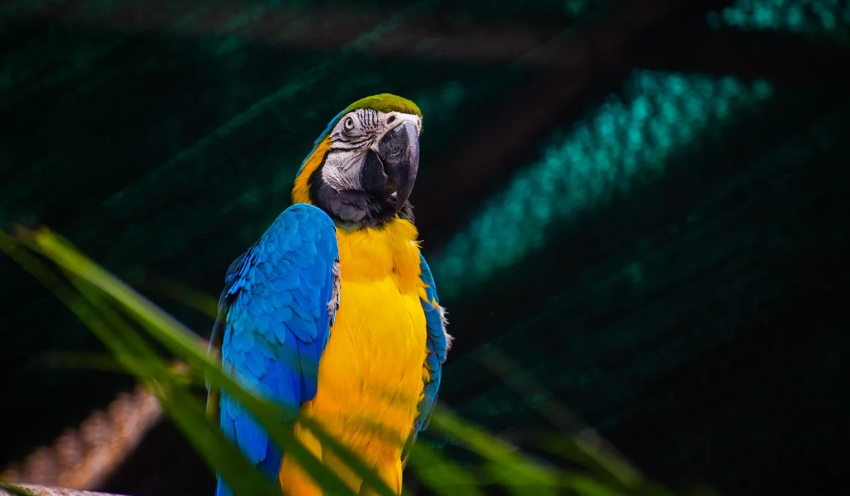 Blue-and-yellow macaw (Ara ararauna) perched with blue and yellow feathers; not pink or purple.